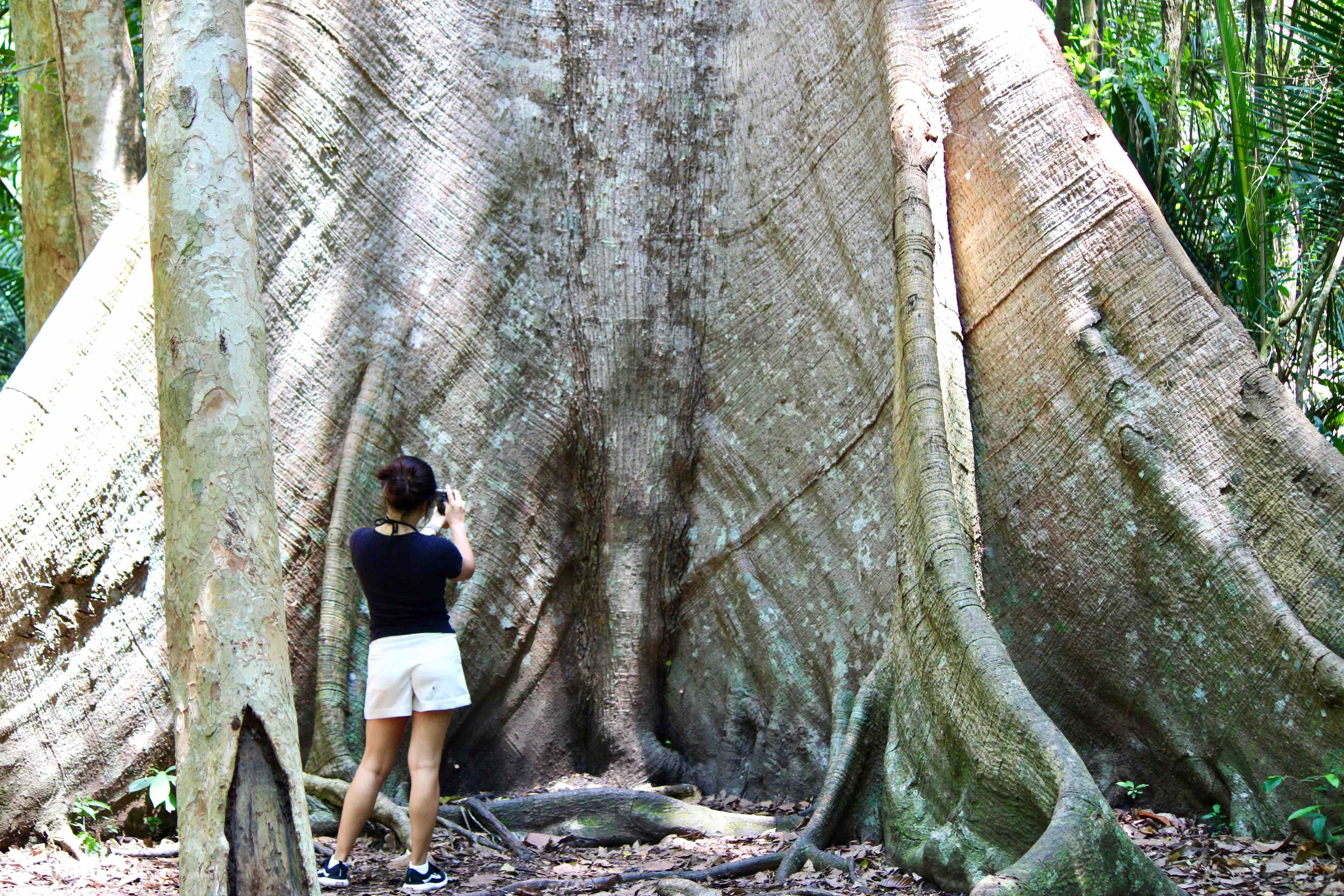 Trilha do Piquiá em Alter do&nbsp;Chão